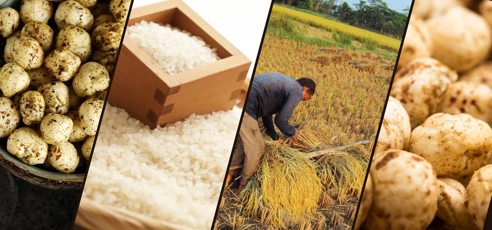 From India’s Fields (1920 x 900 px) (1)