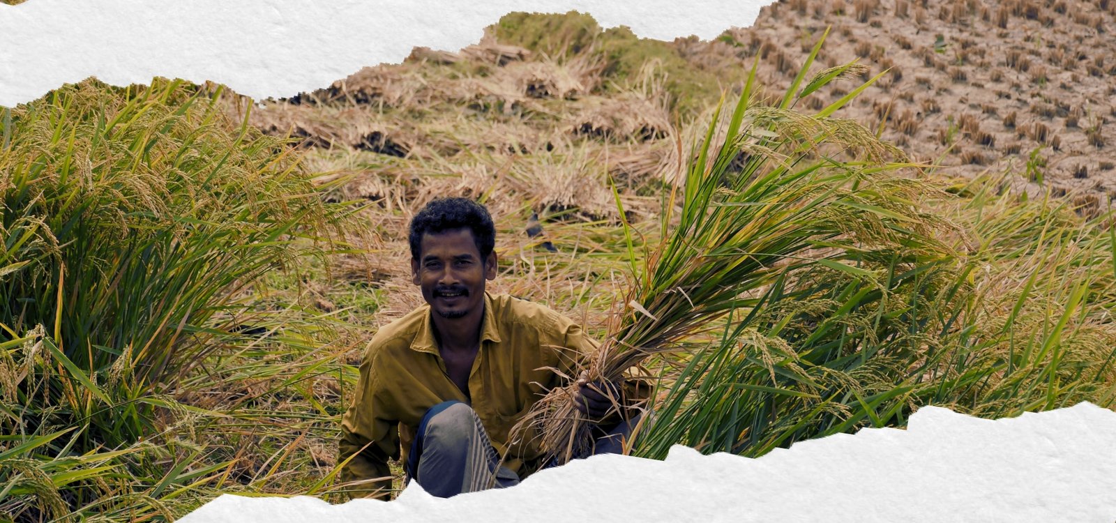 From India’s Fields (1920 x 900 px) (2)